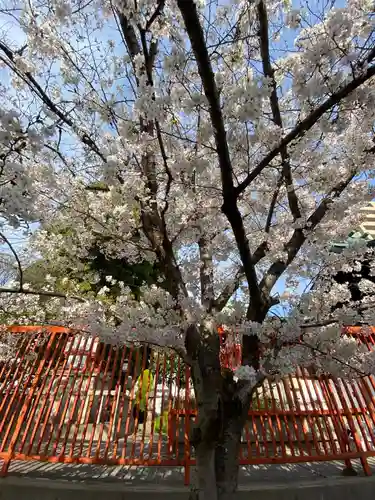八坂神社（上のやさかさん）の自然