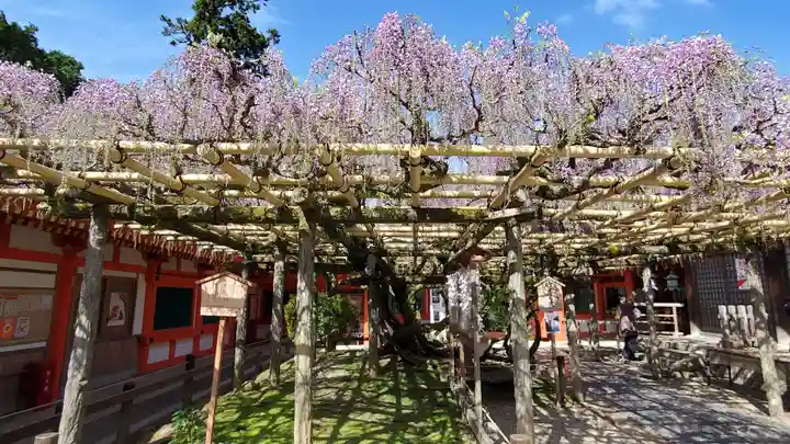 春日大社の自然