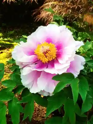 圓照寺(東京都)