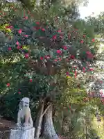 玉前神社の狛犬