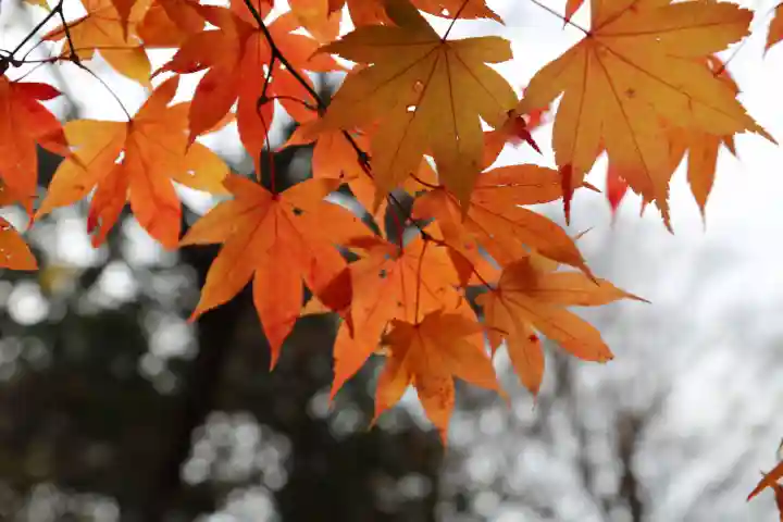 古峯神社の自然