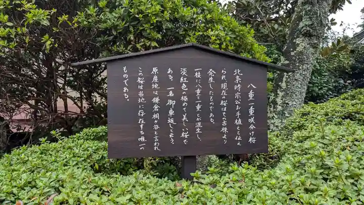 極楽寺(霊鷲山感應院極楽律寺)の自然