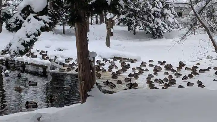 永山神社の動物