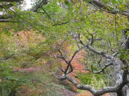 龍隠庵の庭園