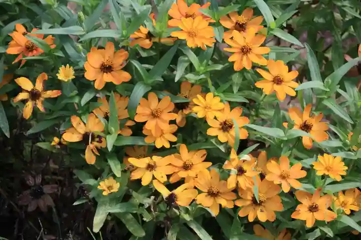 大鏑神社の庭園