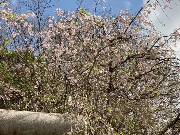 田無神社の自然
