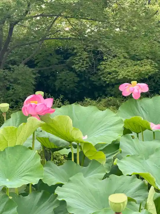 東寺(教王護国寺)の自然