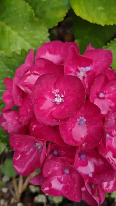 三輪神社の自然