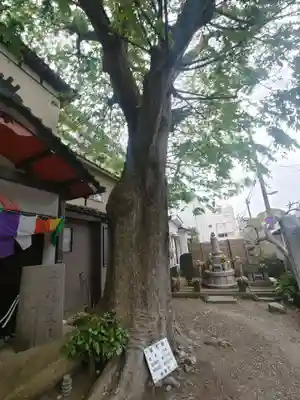 大円寺(新潟県)