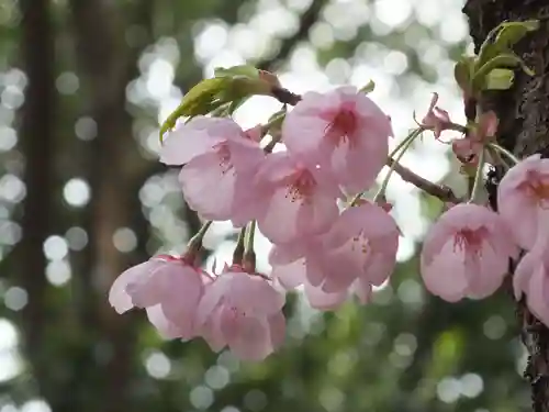 近江神宮の自然