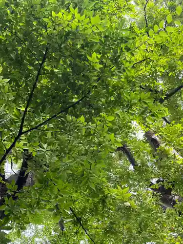 北海道神宮頓宮の自然