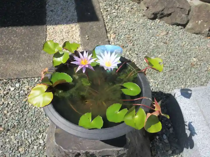 天然寺(埼玉県)