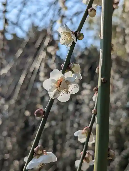 城南宮(京都府)