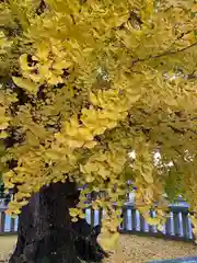 本願寺（西本願寺）(京都府)