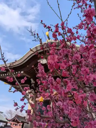 諏訪神社(東京都)