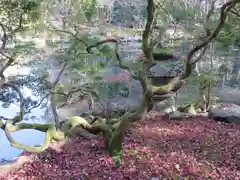 南禅寺の庭園