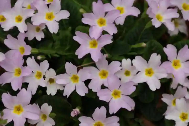 阿邪訶根神社の自然