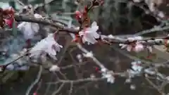 平野神社の自然