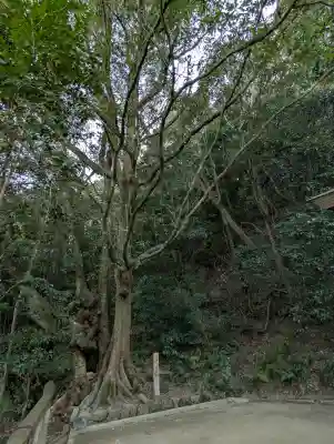 高良神社の{uncategorized: "未分類", other: "その他", undefined: "問題あり", building: "その他建物", grave: "お墓", sacred_gate: "鳥居", guardian: "狛犬", statue: "像", buddha: "仏像", history: "歴史", nature: "自然", garden: "庭園", animal: "動物", pagoda: "塔", temizu: "手水舎", mountain_gate: "山門・神門", sanctuary: "本殿・本堂", subordinate: "末社・摂社", art: "芸術", scenery: "景色", jizo: "地蔵", ema: "絵馬", goshuin: "御朱印", omikuji: "おみくじ", items: "授与品その他", amulet: "お守り", goshuincho: "御朱印帳", eats: "食事", festival: "お祭り", votive_dance: "神楽", shichigosan: "七五三参", wedding: "結婚式", experience: "体験その他", initially: "初詣", around: "周辺", anti_infection: "感染症対策"}