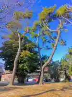 神明社(持中神明社)の自然