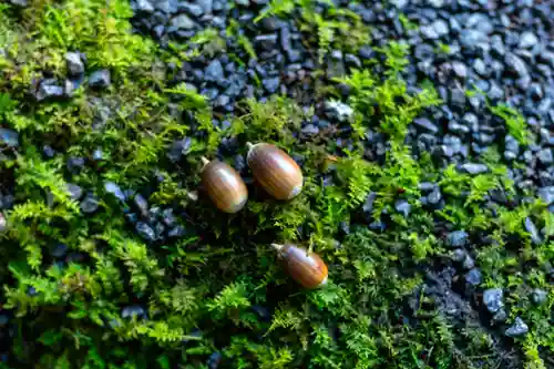宇佐神宮(大分県)