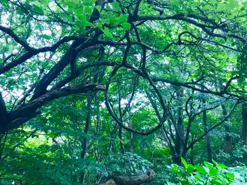 彌彦神社奥宮（御神廟）の自然