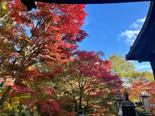 柳谷観音　楊谷寺(京都府)