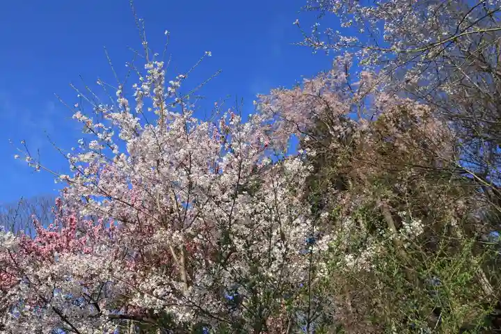 阿久津「田村神社」(郡山市阿久津町)旧社名:伊豆箱根三嶋三社の自然