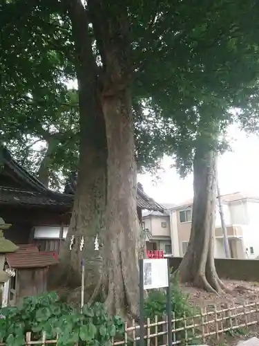 八枝神社の自然