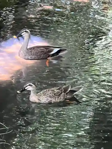武蔵一宮氷川神社(埼玉県)