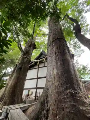 川越氷川神社(埼玉県)
