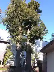 金刀比羅神社(埼玉県)