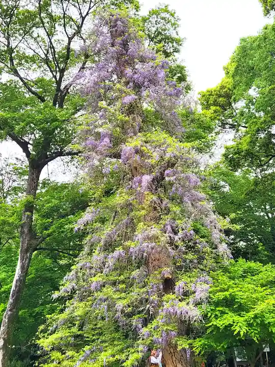明治神宮(東京都)