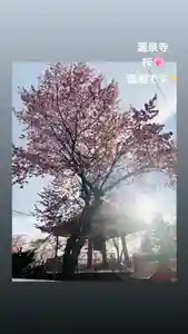 成田山瀧泉寺の自然(2021年05月03日(月) 20時22分35秒投稿)