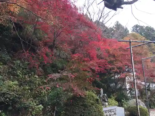 如意輪寺の自然