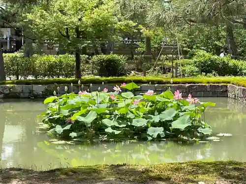 建仁寺（建仁禅寺）(京都府)