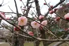 北野天満宮の自然