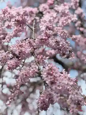 松源寺(群馬県)