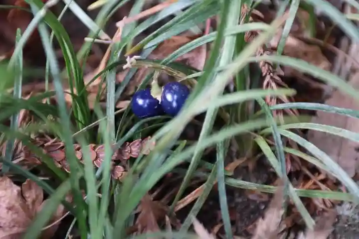 鹿島大神宮の自然