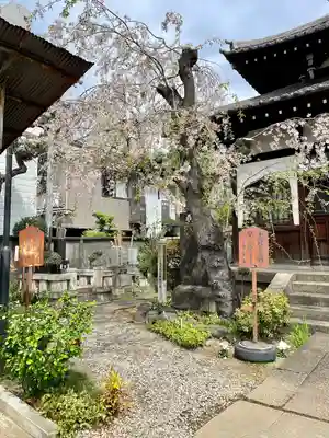 青雲寺(東京都)