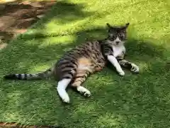 王子神社の動物