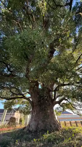 別宮八幡神社(徳島県)