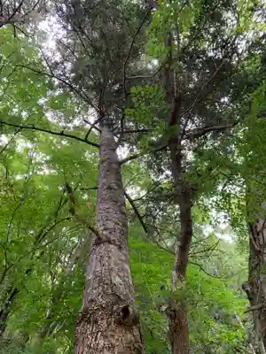 愛宕神社の自然