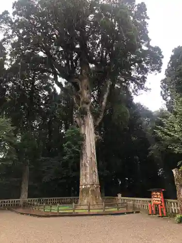 霧島神宮の自然