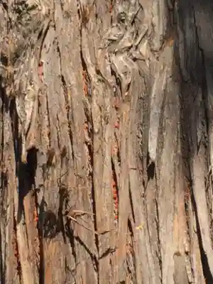 一宮浅間神社(山梨県)