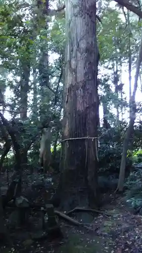 地神神社の自然