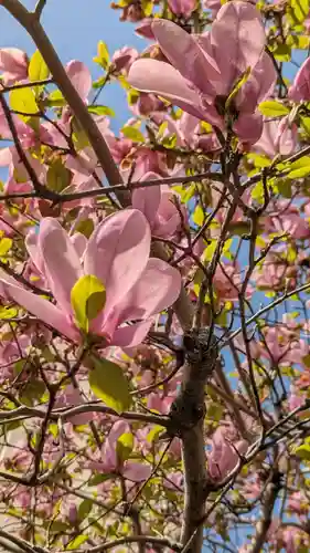 粟嶋堂宗徳寺の自然