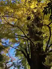 王子神社(東京都)