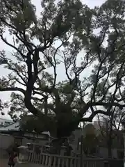 杭全神社の自然