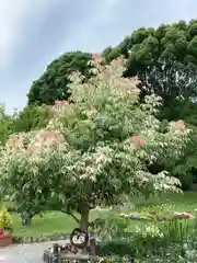 常楽寺の庭園